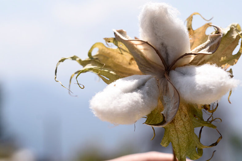 puño Alianza Por El primer algodón orgánico nativo de colombia teje su historia con punto  blanco - INEXMODA